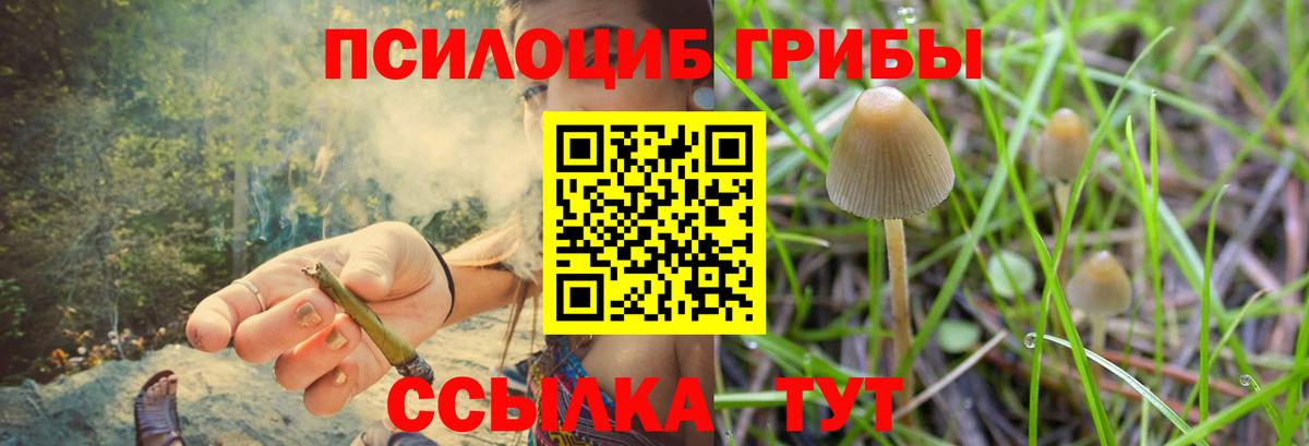Псилоцибиновые грибы Psilocybe Новоалтайск